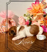 AKC Moose, a male Shih Tzu for sale in Edwardsville, IL – 3 of 8