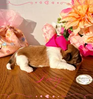 AKC Daisy , a female Shih Tzu for sale in Edwardsville, IL – 3 of 4