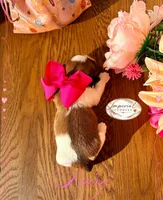 AKC Daisy , a female Shih Tzu for sale in Edwardsville, IL – 4 of 4