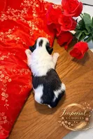 Lulu 露露, a female Shichon for sale in Edwardsville, IL – Photo 6 of 10