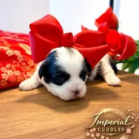 Pending/ Lulu 露露, a female Shichon for sale in Edwardsville, IL – Photo 4 of 10