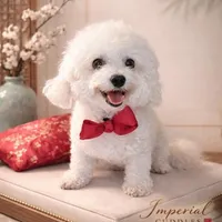 Pending/ Lulu 露露, a female Shichon for sale in Edwardsville, IL – Photo 9 of 10