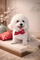 Lulu 露露, a female Shichon for sale in Edwardsville, IL – Photo 9 of 10