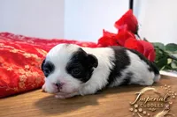 Lulu 露露, a female Shichon for sale in Edwardsville, IL – Photo 5 of 10