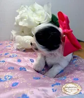 Pending/ Lulu 露露, a female Shichon for sale in Edwardsville, IL – Photo 2 of 10