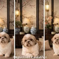 Pending/ Lulu 露露, a female Shichon for sale in Edwardsville, IL – Photo 10 of 10