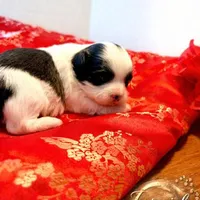 Pending/ Lulu 露露, a female Shichon for sale in Edwardsville, IL – Photo 7 of 10