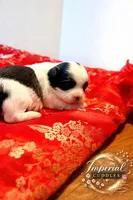 Lulu 露露, a female Shichon for sale in Edwardsville, IL – Photo 3 of 10