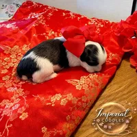 Pending/ Lulu 露露, a female Shichon for sale in Edwardsville, IL – Photo 6 of 10