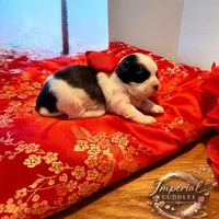 Lulu 露露, a female Shichon for sale in Edwardsville, IL – Photo 7 of 10