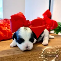 Pending/ Lulu 露露, a female Shichon for sale in Edwardsville, IL – Photo 5 of 10