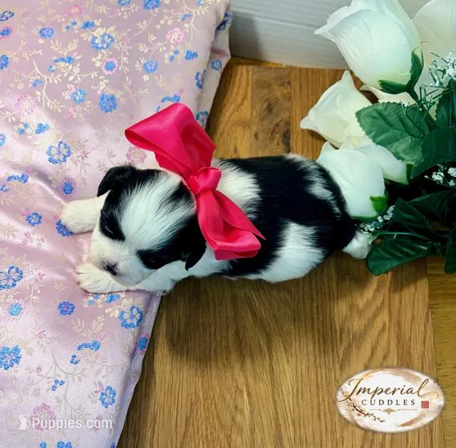 Pending/ Lulu 露露 – Shichon puppy on hold in Edwardsville, IL