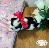 Pending/ Lulu 露露, a female Shichon for sale in Edwardsville, IL – Photo 1 of 10