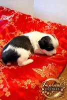 Lulu 露露, a female Shichon for sale in Edwardsville, IL – Photo 4 of 10