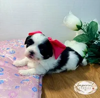 Pending/ Lulu 露露, a female Shichon for sale in Edwardsville, IL – Photo 3 of 10