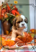 AKC Bear, a male Shih Tzu for sale in Edwardsville, IL – 2 of 10