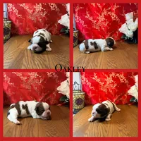 Oakley, a male Shih Tzu for sale in Edwardsville, IL – 1 of 3