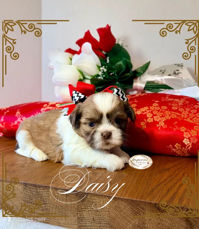 AKC Daisy  – Shih Tzu puppy for sale in Edwardsville, IL