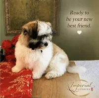 Shan 山, a male Shichon for sale in Edwardsville, IL – 4 of 10