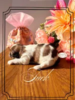 AKC Tuck, a male Shih Tzu for sale in Edwardsville, IL – 3 of 7