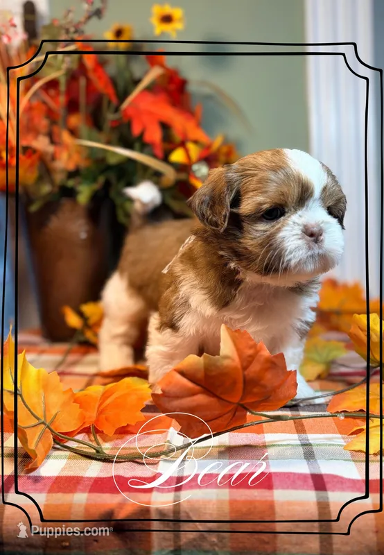 AKC Bear – Shih Tzu puppy for sale in Edwardsville, IL