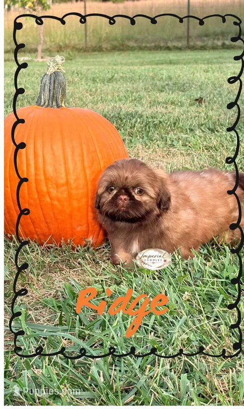 AKC Ridge – Shih Tzu puppy for sale in Edwardsville, IL