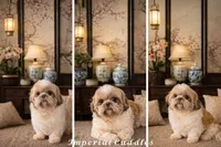 AKC Aspen, a male Shih Tzu for sale in Edwardsville, IL – 7 of 7
