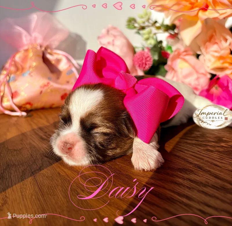 AKC Daisy  – Shih Tzu puppy for sale in Edwardsville, IL