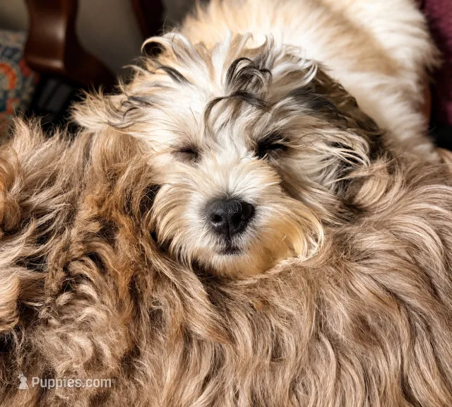 Shan 山, a male Shichon for sale in Edwardsville, IL – 1 of 10