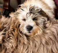 Shan 山, a male Shichon for sale in Edwardsville, IL – 1 of 10