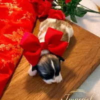 𝒫ℯ𝓃𝒹𝒾𝓃ℊ/ Keke 可可, a female Shichon for sale in Edwardsville, IL – Photo 1 of 7