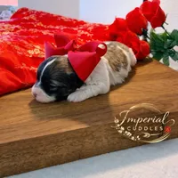 𝒫ℯ𝓃𝒹𝒾𝓃ℊ/ Keke 可可, a female Shichon for sale in Edwardsville, IL – Photo 2 of 7