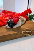 Keke 可可, a female Shichon for sale in Edwardsville, IL – Photo 2 of 7