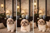 Keke 可可, a female Shichon for sale in Edwardsville, IL – Photo 6 of 7