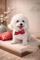 Keke 可可, a female Shichon for sale in Edwardsville, IL – Photo 7 of 7