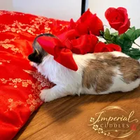 𝒫ℯ𝓃𝒹𝒾𝓃ℊ/ Keke 可可, a female Shichon for sale in Edwardsville, IL – Photo 4 of 7