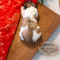 𝒫ℯ𝓃𝒹𝒾𝓃ℊ/ Keke 可可, a female Shichon for sale in Edwardsville, IL – Photo 5 of 7