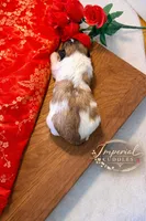 Keke 可可, a female Shichon for sale in Edwardsville, IL – Photo 5 of 7