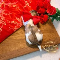 𝒫ℯ𝓃𝒹𝒾𝓃ℊ/ Keke 可可, a female Shichon for sale in Edwardsville, IL – Photo 3 of 7