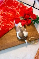 Keke 可可, a female Shichon for sale in Edwardsville, IL – Photo 3 of 7