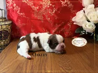 Oakley, a male Shih Tzu for sale in Edwardsville, IL – 2 of 3