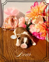 AKC Bear, a male Shih Tzu for sale in Edwardsville, IL – 2 of 7