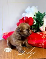 AKC Ridge, a male Shih Tzu for sale in Edwardsville, IL – 6 of 10