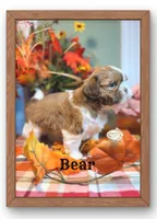AKC Bear, a male Shih Tzu for sale in Edwardsville, IL – 6 of 10