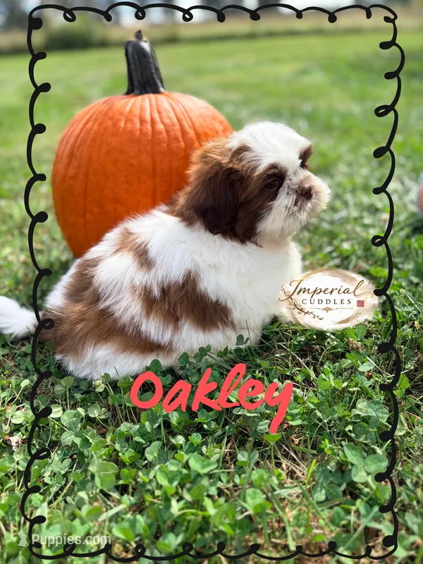 AKC Oakley – Shih Tzu puppy for sale in Edwardsville, IL