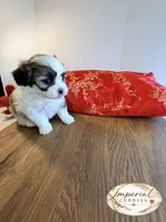 Tao 桃 Peachy, a female Shichon for sale in Edwardsville, IL – Photo 2 of 5