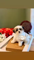 桃 Peachy, a female Shichon for sale in Edwardsville, IL – 6 of 10