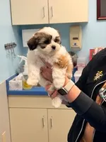 桃 Peachy, a female Shichon for sale in Edwardsville, IL – 9 of 10