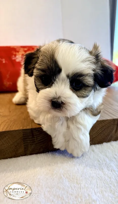 Tao 桃 Peachy – Shichon puppy for sale in Edwardsville, IL