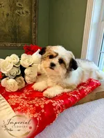 桃 Peachy, a female Shichon for sale in Edwardsville, IL – 3 of 10